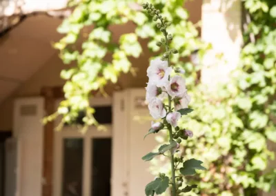 Fleur dans le jardin arboré de la maison d’hôtes à Moissac